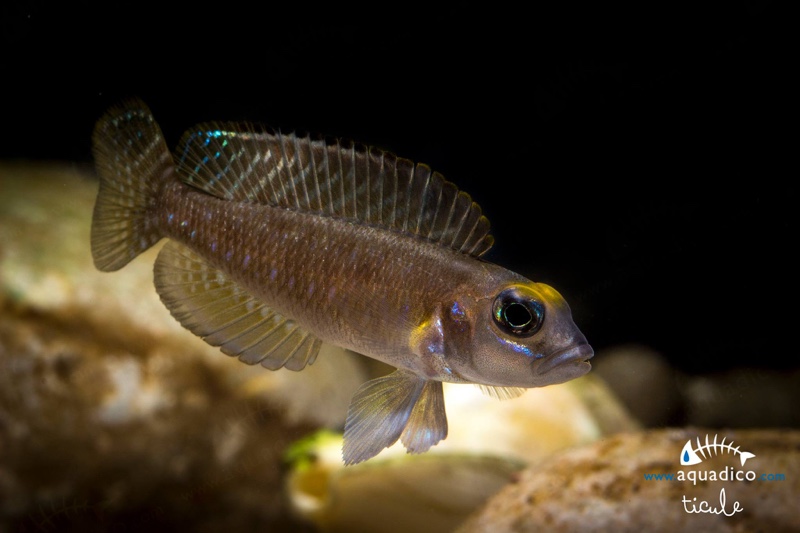 Lamprologus sp. 'ornatipinnis zambia'